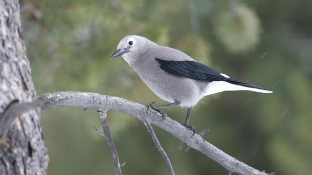 A gray and black Clark's nutcracker perches on a limber pine.