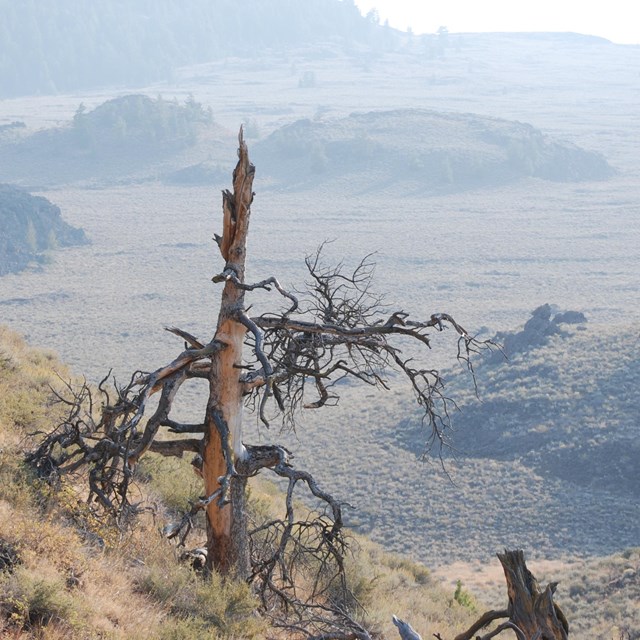 a dead tree with twisted branches on a steep hillside overlooking an open plain