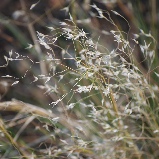 tufts of grass on bare cinders blowing in the wind