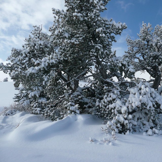 two pine trees covered in snow