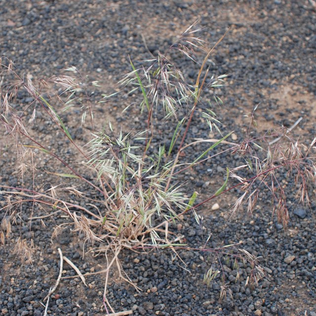 closeup of a sprig of grass with dried, drooping seeds