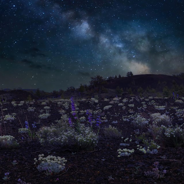 Landscape of dwarf bitterroot illuminated by Milky Way.