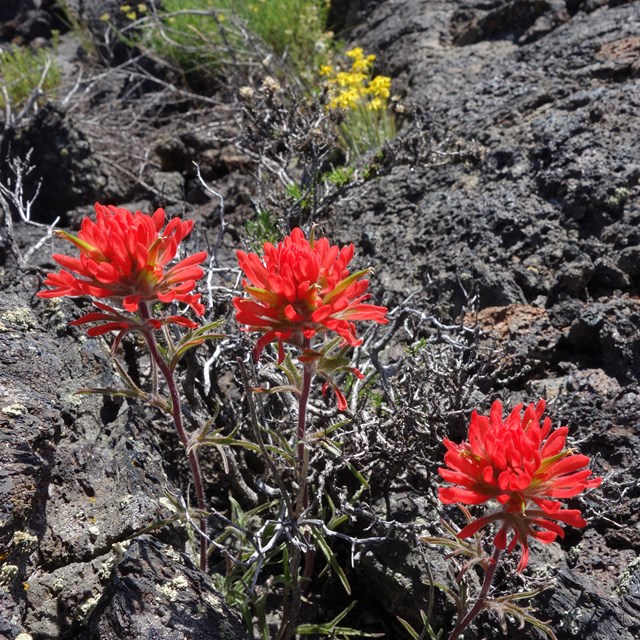 three red brush-like flowers against black rock