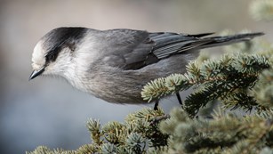 a gray jay perched in a spruce tree