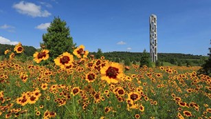 Tall memorial tower in a field with yellow wildflowers