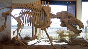 Large four-legged fossil constructed in diorama display