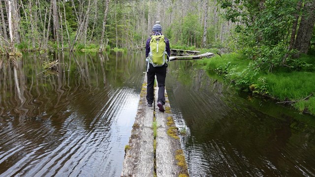 Hiker on a plank trail over water in a forest