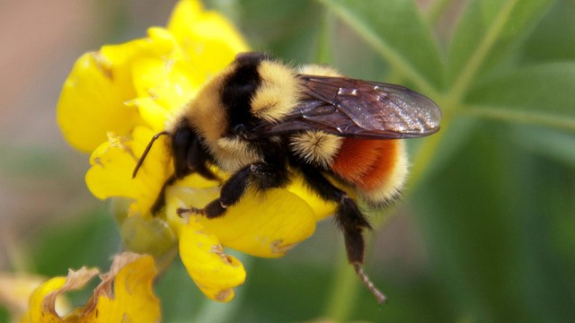 Bee standing on a yellow flower