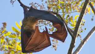 bat with wings outsretched hanging from yellow leafy tree