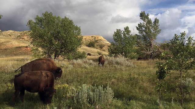 Several bison in a grassy field
