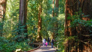 Visitors on a boardwalk next to redwood trees