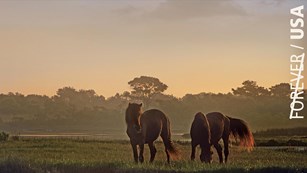 Postage stamp of wild ponies on Assateague Island
