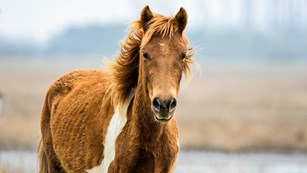 Wild brown and white horse in marshlands