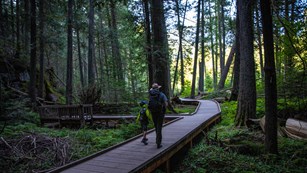 Adult and kid walking on a boardwalk through large cedar trees