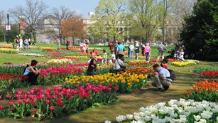 Visitors in an urban field of tulips