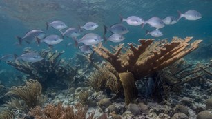 School of fish swimming in a coral reef