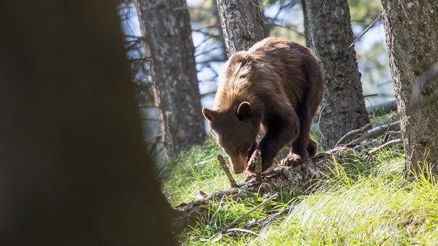 Cinnamon bear walking through the woods