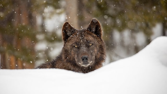 Brown wolf in the snow