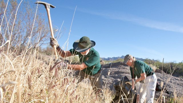 Volunteers remove invasive bufflegrass