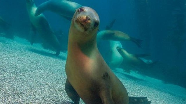 Sea lions under water