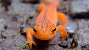Orange-colored newt walking on a rock