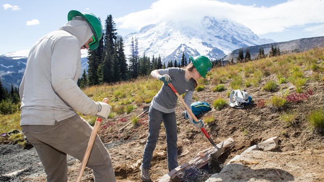 Volunteers gardening with Mount Rainier visible in the distance