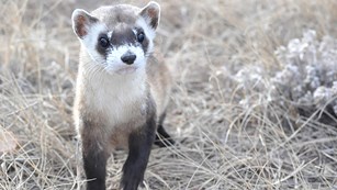 Small ferret standing up on all legs.