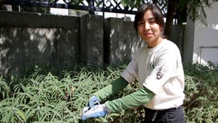 A volunteer tending to plants
