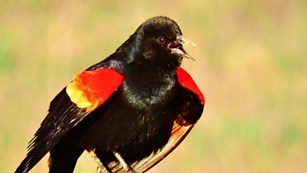 Red-winged black bird