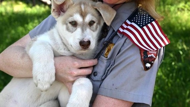 Ranger holding a husky puppy and US flag