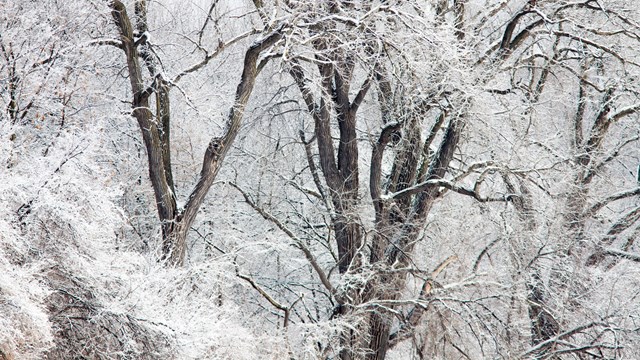 Cottonwood trees covered in snow.