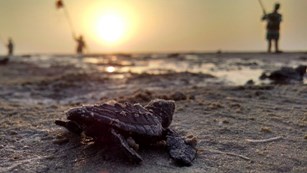 Baby sea turtle on a beach at sunrise