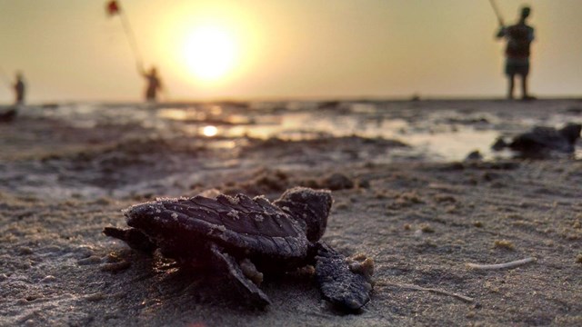 Baby sea turtle on a beach at sunrise