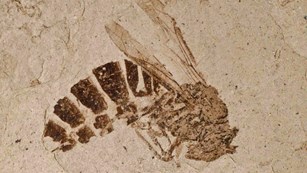 Wasp fossil