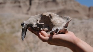 Hand holding up a fossilized saber tooth cat skull
