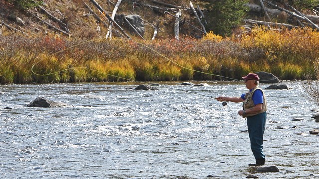 Fly fisherman with waders casting line in river with fall foliage in background.