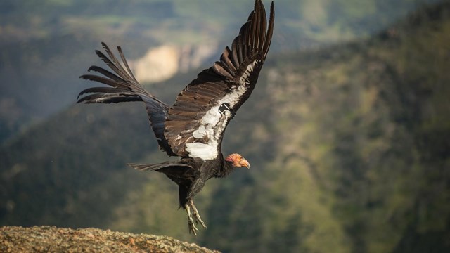 California condor flying over a desert