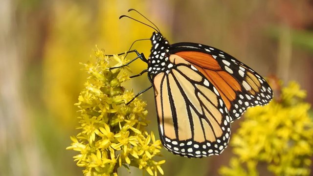 Monarch butterfly on a flower