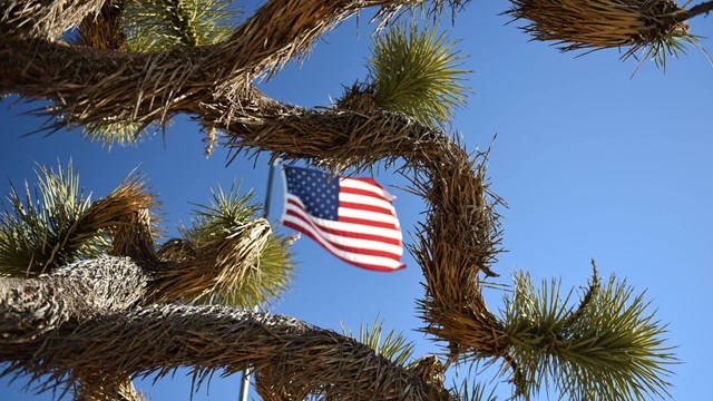 US flag behind a cactus