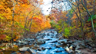 Creek lined with trees with fall colors