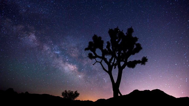 Milky Way over a Joshua Tree
