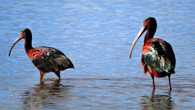 Two white-faced ibis standing in shallow water