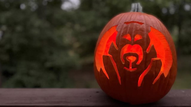 Pumpkin with a carved bear design 