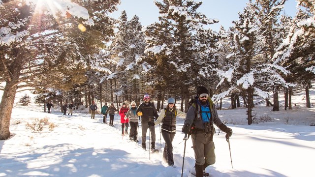 Sunset casts pink glow on snow covered meadow. Skier standing looking off to right.