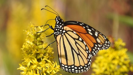 Monarch butterfly on yellow flowers