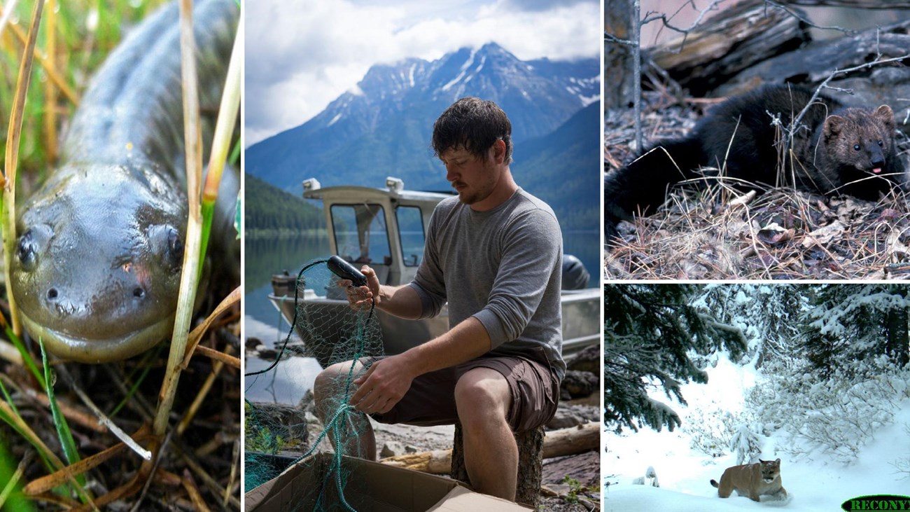 A collage of a salamander, fisheries biologist, fisher, and mountain lion.