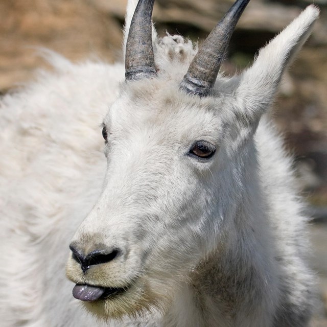 Close up of mountain goat with its tongue sticking out.