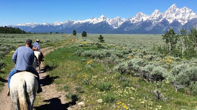 Horseback riders in a meadow on a guided tour in Grand Teton National Park.