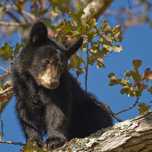 A black bear cub sits in a tree.