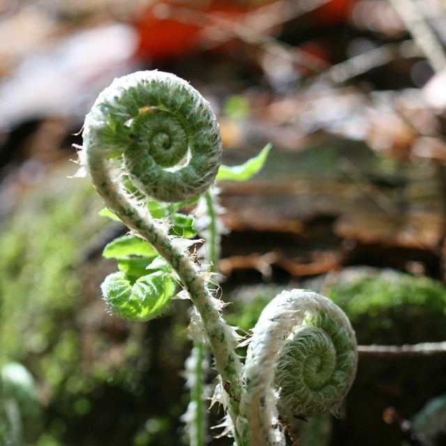 Curled head of fiddlehead fern.